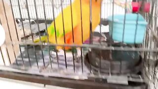 Cat Bringing Me Weird Gifts! 19