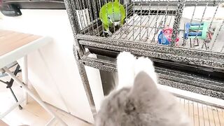 Cat Answering When Called! So Smart! 18