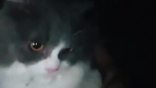 Extreme Cat Parkour in the Living Room! 18