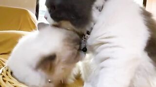 Cat Refuses to Walk on Leash! 😂 17