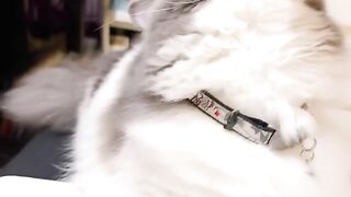 Cat Massage Spa Day! So Relaxed! 17