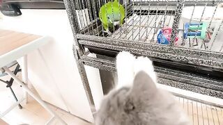 Cat Trying to Catch Fish on iPad! 18