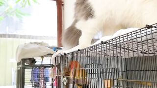 Cat Stealing Pizza Slice in 4K! 17