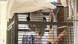 Cat Rolling in Catnip! Pure Joy! 18