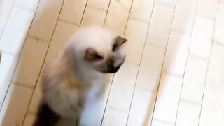 Kitten Meets Dog for the First Time! 🥺 18