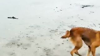 15 Heartwarming Animal Rescues That Restore Faith in Humanity