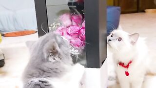 Cat Adopts an Orphaned Squirrel! 18