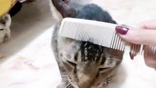 Cat Sneaking Up on a Toy Mouse! 18
