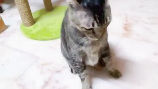 Cat Waking Up Confused! Where Am I? 18