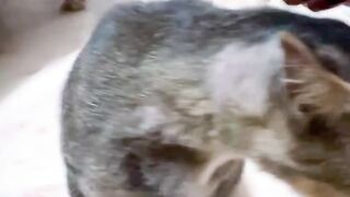 Cat Stealing the Dog's Bone! 31