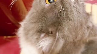 Cat Sneezing 5 Times in a Row! 16