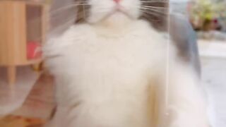 Cat Obsessed with a Cotton Swab! 15