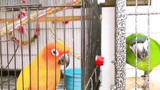 Cat Meowing "Hello"! Talking Pet! 18
