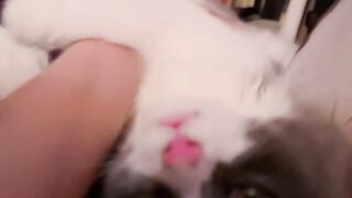 Cat Sleeping in the Weirdest Position Ever! 17