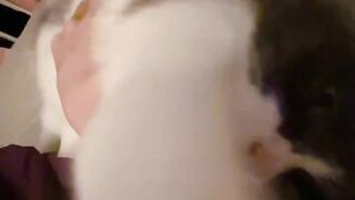 Cat Protecting Owner from a Bug! 18