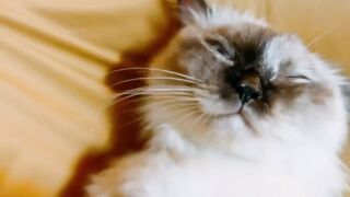 Cat Walking Like a Human! Two Legs! 17