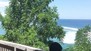 BALI HARMONY