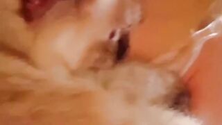 Cat Eating Watermelon! ASMR Crunches! 17
