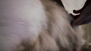 Cat Knocking Everything off the Table! 18