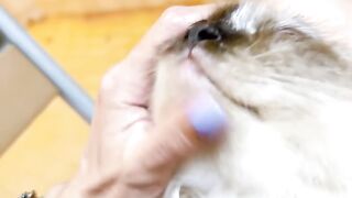 Cat Hiding in a Grocery Bag! Surprise! 17