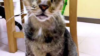 Cat Trying to Drink from a Water Bottle! 18