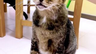 Cat Wakes up Owner at 4 AM! 17