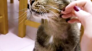 Cat Caught Stealing a Chicken Nugget! 16