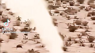 A Fast Bird Runs for Its Life as a Tiger Chases It! 😱