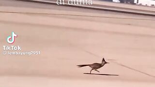 Fast Bird Escapes from a Wolf!