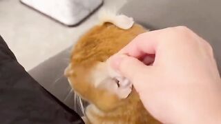 Playing with cat part 2