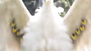 Beautiful birds 29