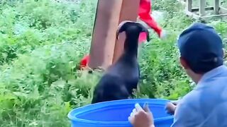 Be careful, the goat is angry😲😲