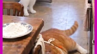GATO APRONTANO COM OUTRO GATO