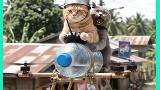 GATOS ESTÁ VOANDO