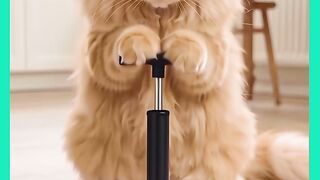 GATO APRONTANO COM SEU  A MIGO