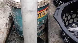 Incident in Catfish Farming Pond