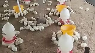 Ternak ayam 2