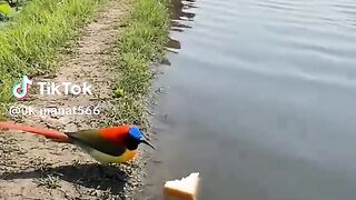 Funny Video 576