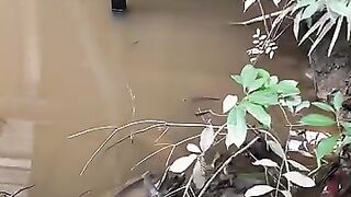 Haruan Fish
