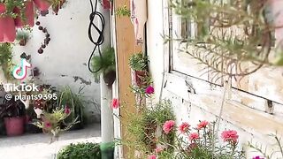 plants