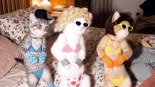 Cat nari🥳🥳