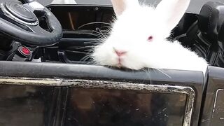 Angry bunny