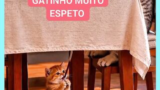 OLHA AI QUE GATINHO MUITO ESPETO