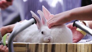Adorable Animals That Will Melt Your Heart! 🐰🐶💕 Cute Animals Compilation #Shorts