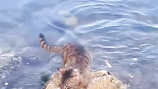 Fast & Fur-ious: Cat Catching Fish! 🐾🐟
