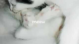 Cute Baby Kitten Video Compilation