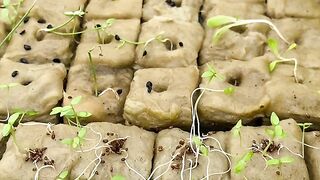 Peaceful Village Life - My Tiny Hydroponic Garden in Indonesia