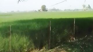 Beautiful Rice Fields in Indonesia 🇮🇩 | Peaceful Rural Life and Nature