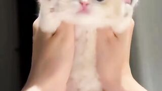 This Cat Is Absolutely Hilarious! You Won’t Stop Laughing!