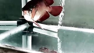 Westborneo arowana fish